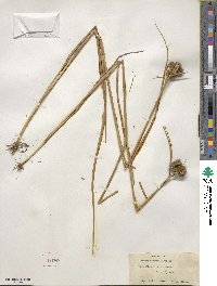 Juncus torreyi image