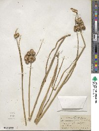 Juncus torreyi image