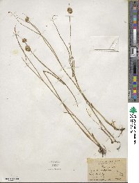 Juncus torreyi image