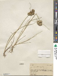 Juncus torreyi image