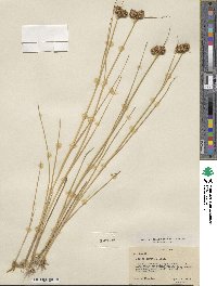 Juncus torreyi image