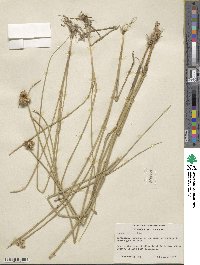 Juncus torreyi image