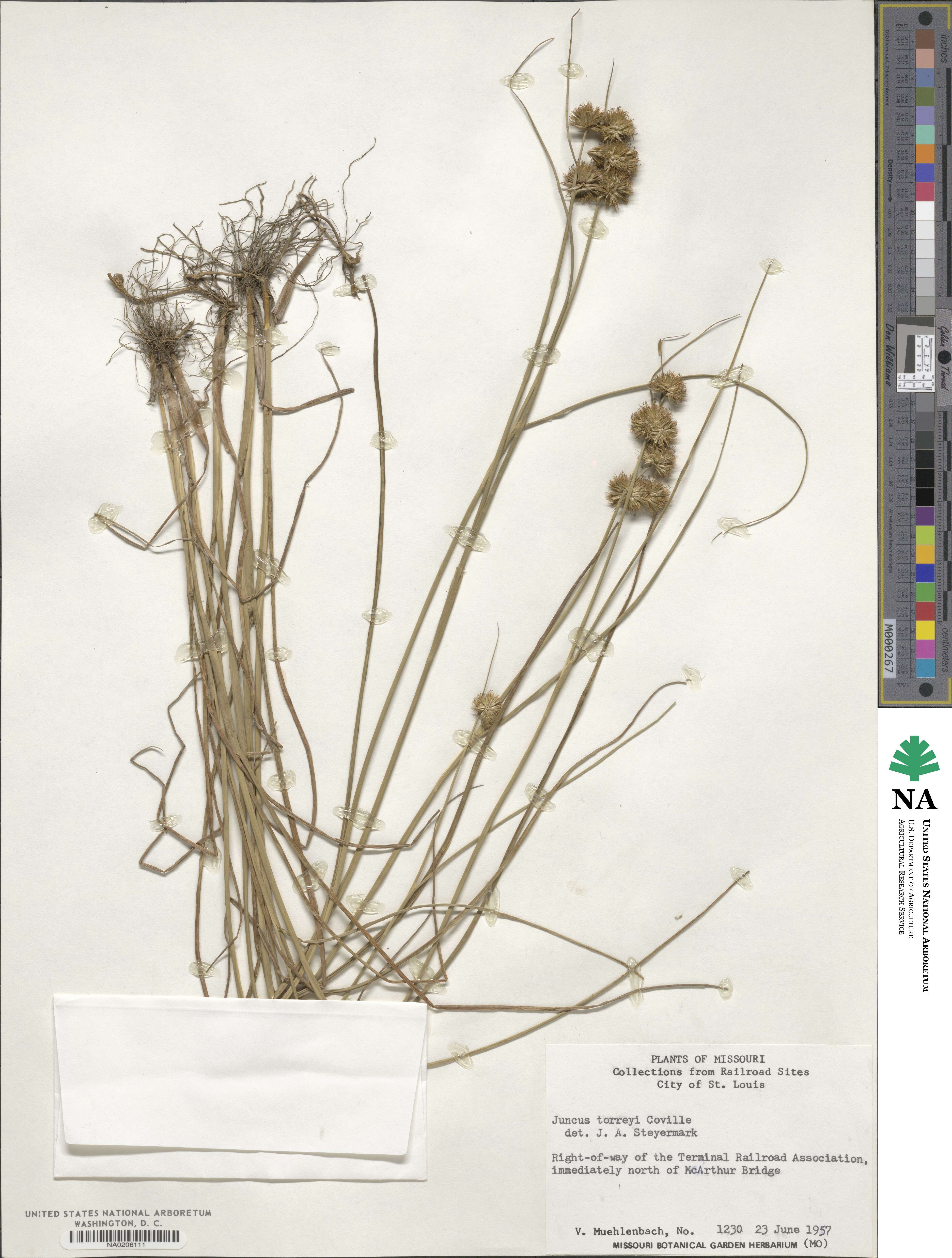 Juncus torreyi image