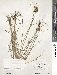 Juncus torreyi image