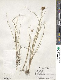 Juncus torreyi image