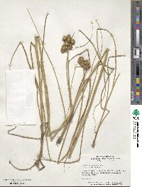 Juncus torreyi image