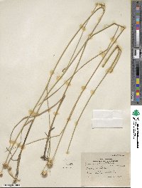 Juncus torreyi image