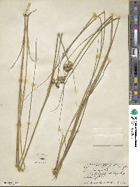 Juncus torreyi image