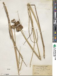 Juncus torreyi image