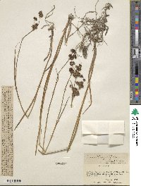 Juncus tracyi image