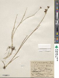 Juncus tracyi image