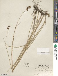 Juncus tracyi image