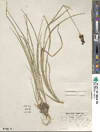 Juncus tracyi image