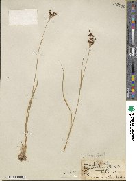 Juncus tracyi image