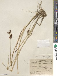 Juncus tracyi image