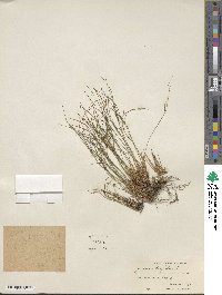 Oreojuncus trifidus image