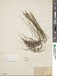 Oreojuncus trifidus image