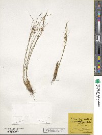 Oreojuncus trifidus image