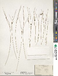 Oreojuncus trifidus image