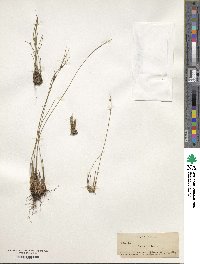 Oreojuncus trifidus image