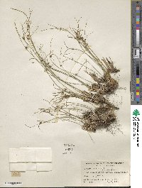 Oreojuncus trifidus image