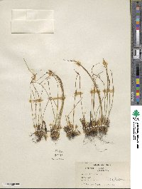 Oreojuncus trifidus image