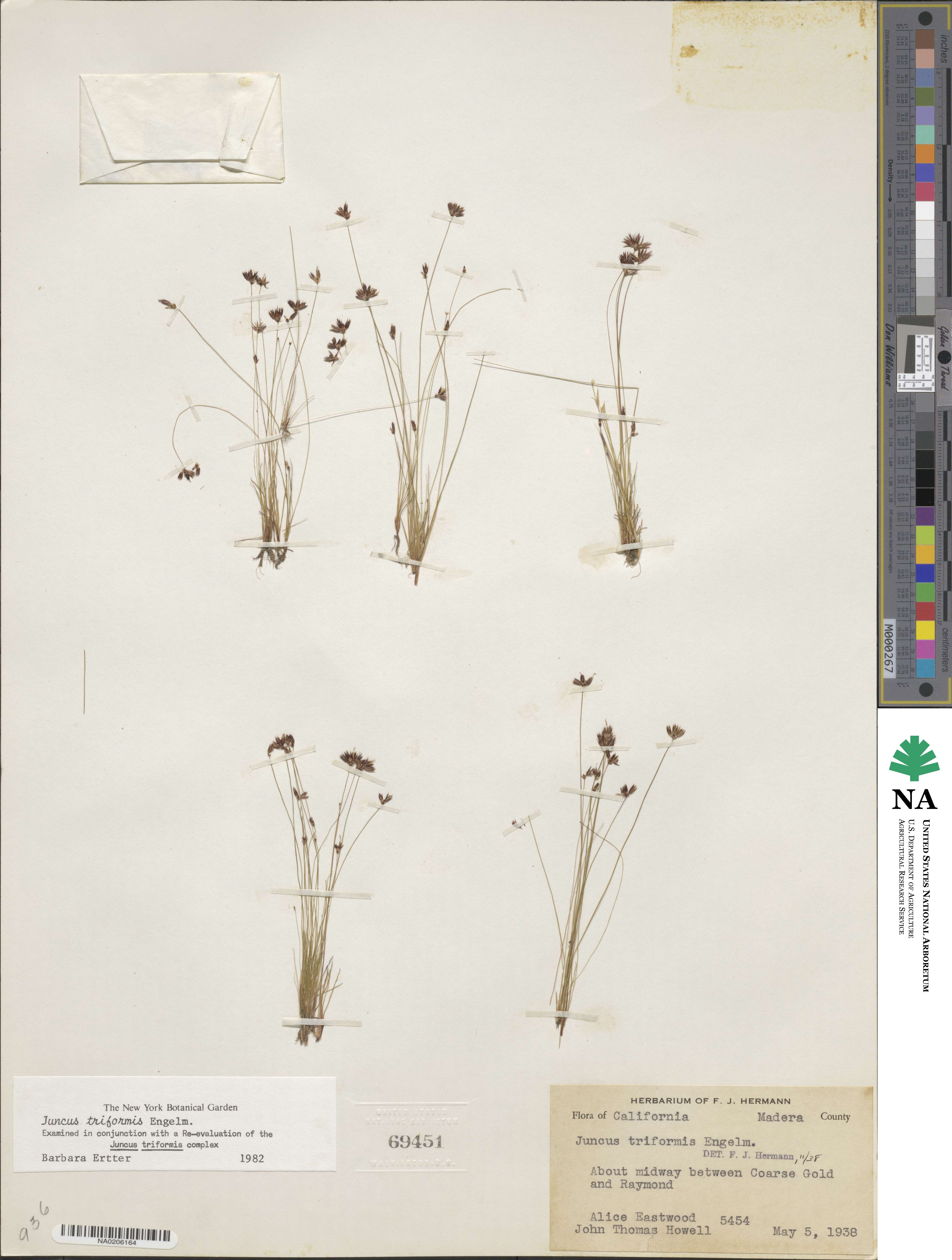 Juncus triformis image