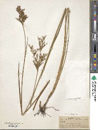 Juncus trigonocarpus image