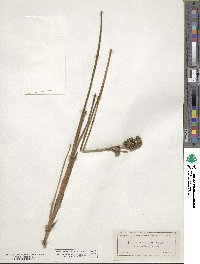 Juncus trigonocarpus image