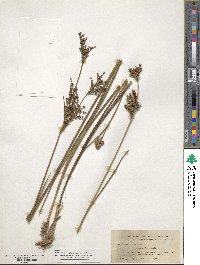 Juncus trigonocarpus image