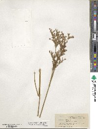 Juncus trigonocarpus image