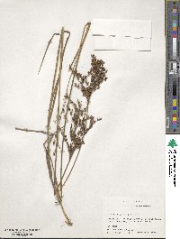 Juncus trigonocarpus image