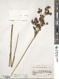 Juncus trigonocarpus image