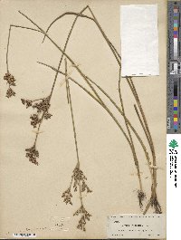 Juncus trigonocarpus image