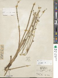 Juncus validus image