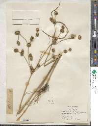 Juncus validus image
