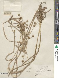 Juncus validus image