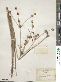 Juncus validus image