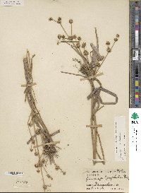 Juncus validus image