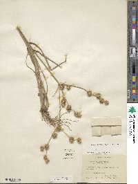 Juncus validus image