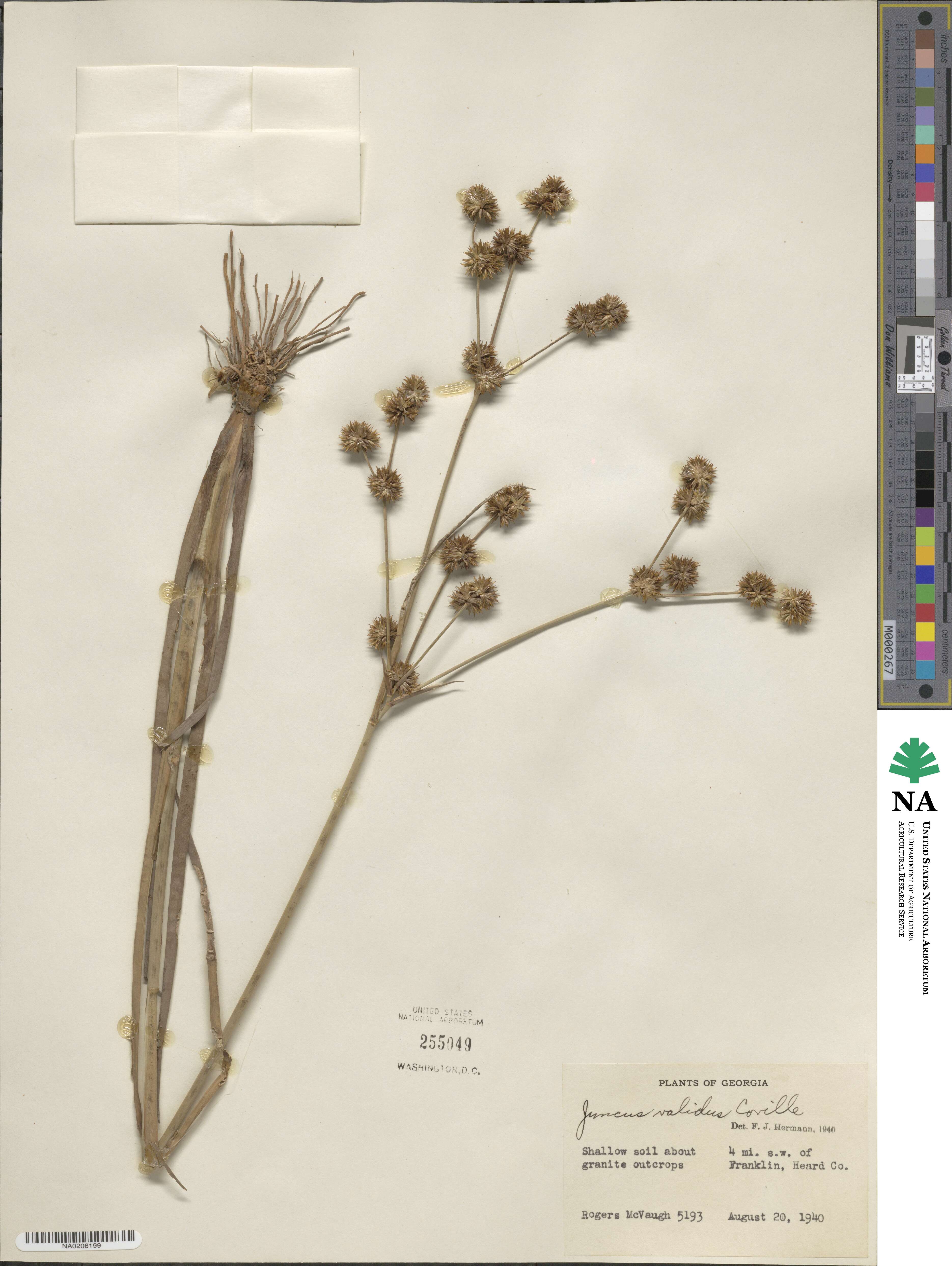 Juncus validus image