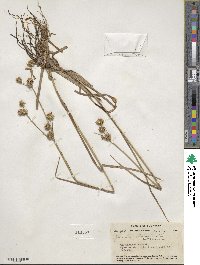 Juncus validus image