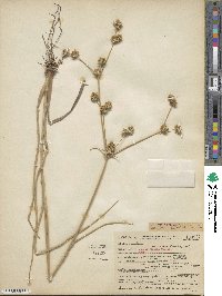 Juncus validus image
