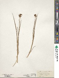 Juncus xiphioides image