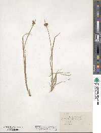 Juncus xiphioides image