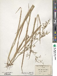 Juncus xiphioides image