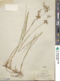 Juncus xiphioides image