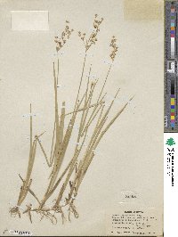 Juncus xiphioides image