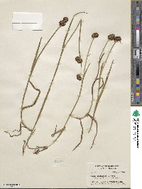 Juncus xiphioides image