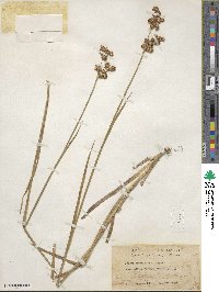 Juncus xiphioides image